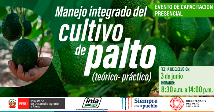 Capacitación Presencial Gratuita Inia Manejo Integrado Del Cultivo De Palto 6495