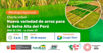 Charla online "Nueva variedad de arroz para la Selva Alta del Perú INIA 51 LM1" Agro Rural