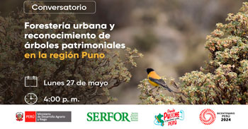 Conversatorio presencial "Foresteria urbana y reconocimiento de árboles patrimoniales en la región Puno"