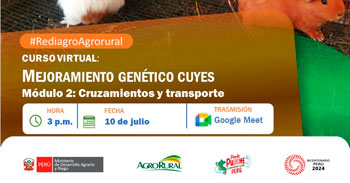  Curso online gratis  "Mejoramiento genético cuyes, Módulo 2: Cruzamientos" de Agro rural