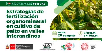 Capacitación online Estrategias de fertilización organomineral en cultivo de palto en valles interandinos del INIA