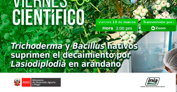 Capacitación online Trichoderma y Bacillus nativos suprimen el decaimiento por Lasiodiplodia en arándano